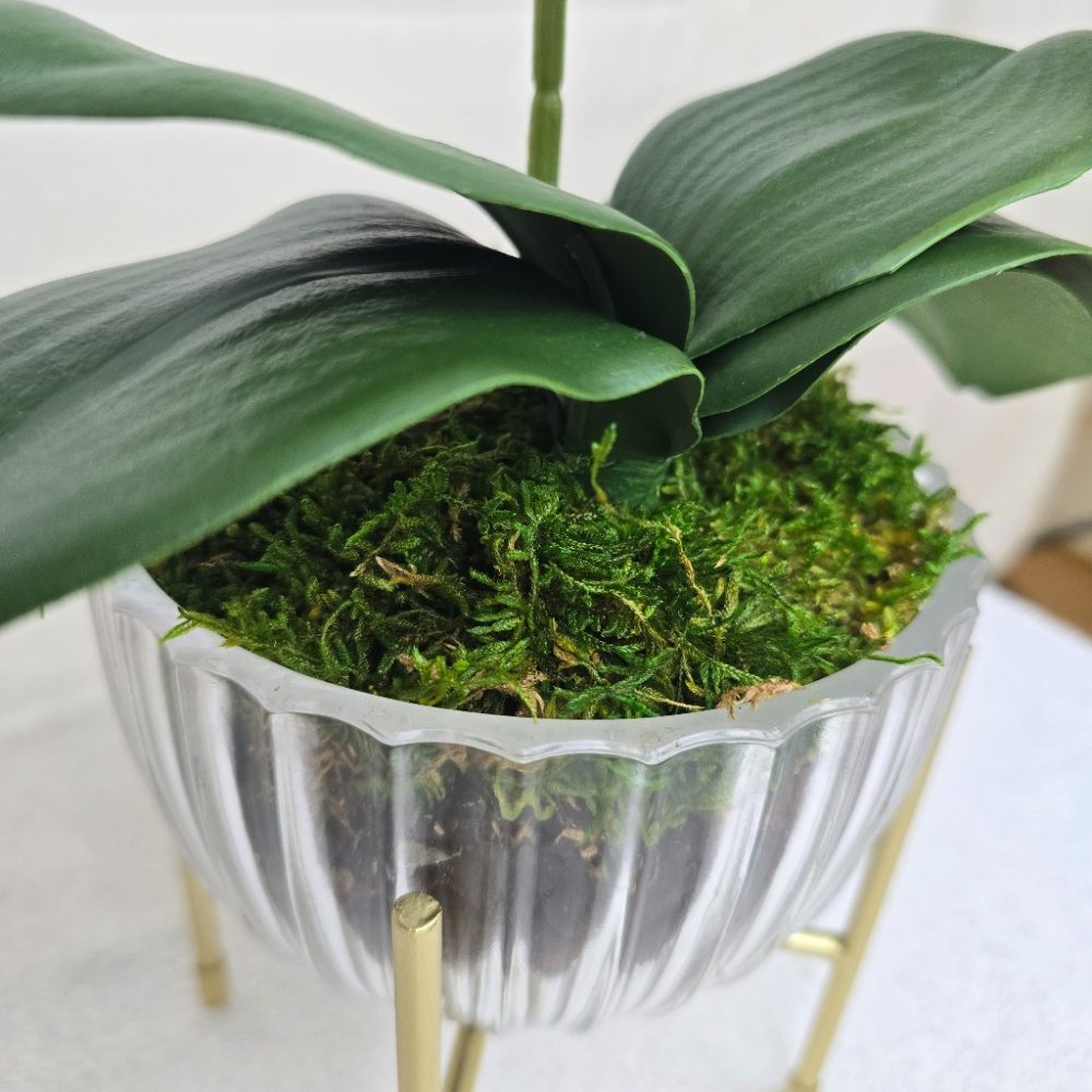 Arranjo de orquídeas em vaso de vidro Elegance - Image 3