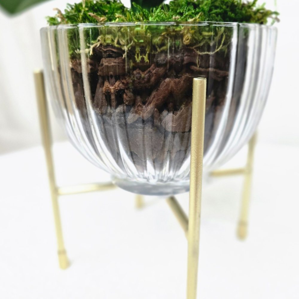 Arranjo de orquídeas em vaso de vidro Elegance - Image 4