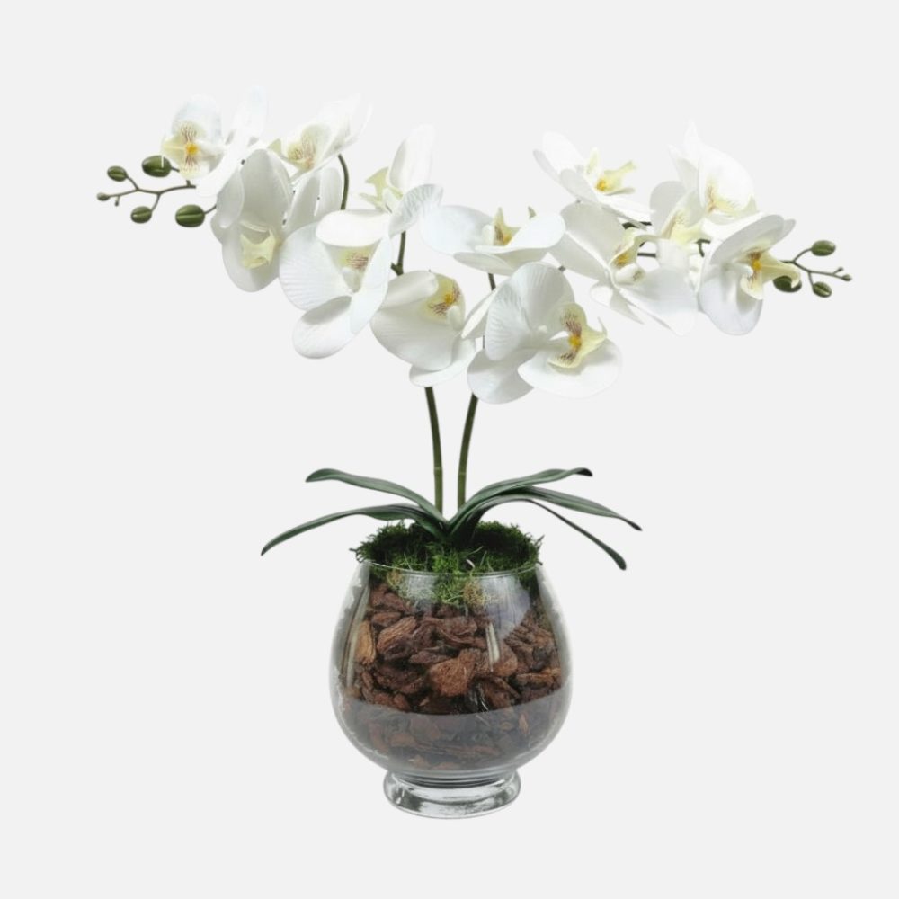 Arranjo de orquídeas em vaso de vidro Eclipse